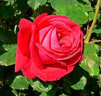 Une photo de la rose 'Dame de coeur'.